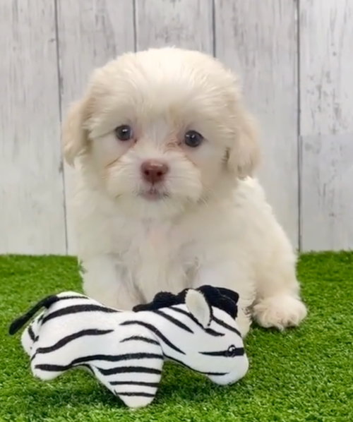 white Havashu puppy with fluffy coat